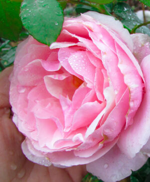 Hoa hồng ngoại Billet Doux