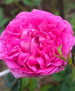 Hoa hồng ngoại Bernadette Lafont