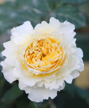 Hoa hồng ngoại Beatrice