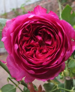 Hoa hồng ngoại Autumn Rouge