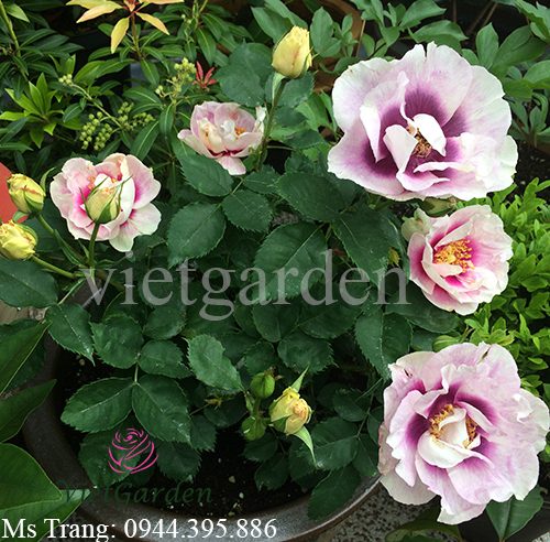 Hình ảnh hoa hồng ngoại Eyes For You