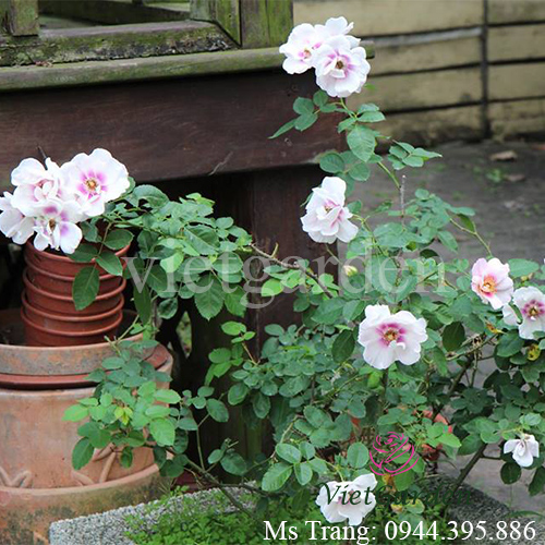 Hình ảnh hoa hồng ngoại Eyes For You