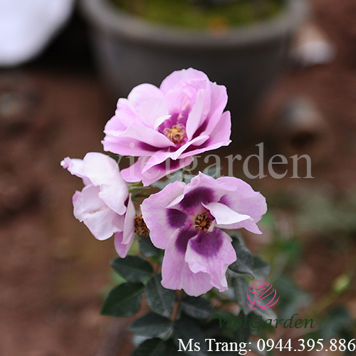 Hình ảnh hoa hồng ngoại Eyes For You