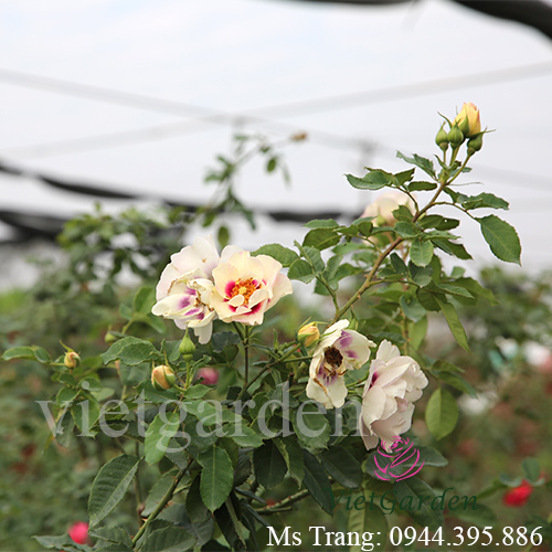 Hình ảnh hoa hồng ngoại Eyes For You