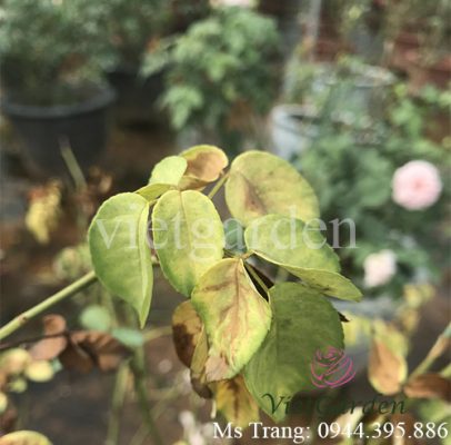 Lưu ý cách trồng và chăm sóc hoa hồng vào mùa mưa ở miền Bắc