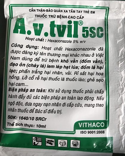 Lưu ý cách trồng và chăm sóc hoa hồng vào mùa mưa ở miền Bắc