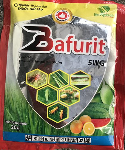 Lưu ý cách trồng và chăm sóc hoa hồng vào mùa mưa ở miền Bắc