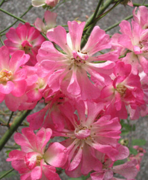 Hoa hồng ngoại Yametsuhime