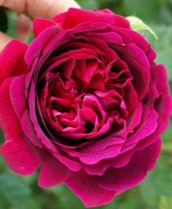 Hoa hồng ngoại William Shakespeare 2000