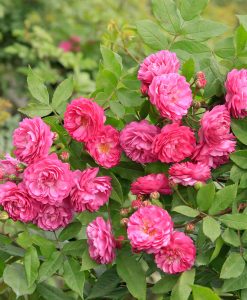 Hoa hồng ngoại Vineyard Song