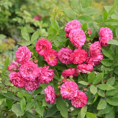 Hoa hồng ngoại Vineyard Song