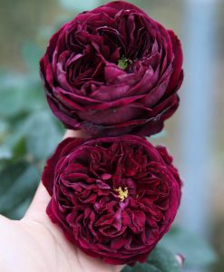 Hoa hồng ngoại The Prince