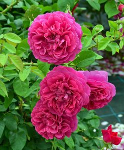 Hoa hồng ngoại The Dark Lady