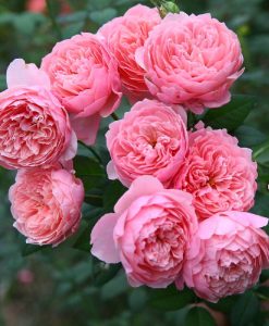 Hoa hồng ngoại The Alnwick