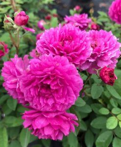 Hoa hồng ngoại Sweet Chariot