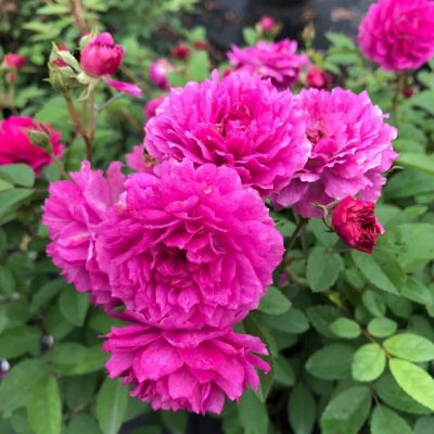 Hoa hồng ngoại Sweet Chariot