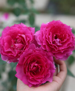 Hoa hồng ngoại Sheherazad