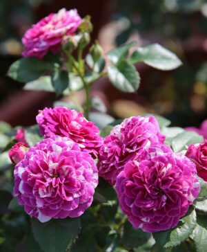 Hoa hồng ngoại Scented Jewel