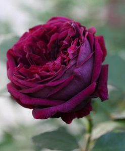 Hoa hồng ngoại Rose Royal