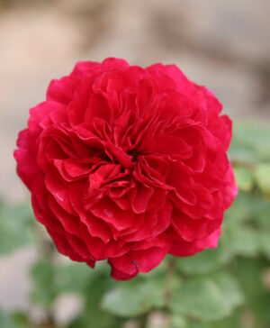 Hoa hồng ngoại Red Leonardo Davinci