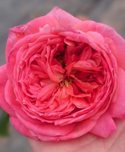 Hoa hồng ngoại Queen Of Hearts