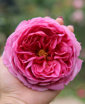 Hoa hồng ngoại Kent