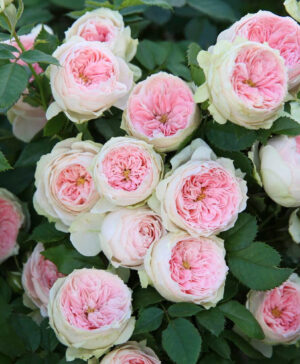 Hoa hồng ngoại Pompon Veranda