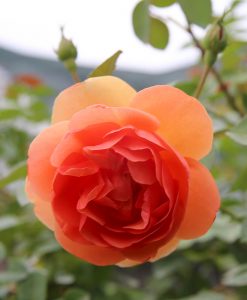 Hoa hồng ngoại Pat Austin