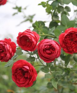 Hoa hồng ngoại Pas De Deux