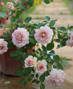 Hoa hồng Nhật New Wave