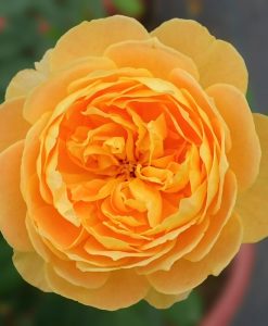 Hoa hồng vàng Molineux