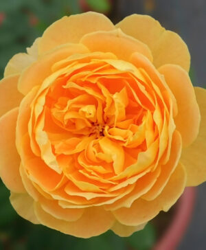 Hoa hồng vàng Molineux