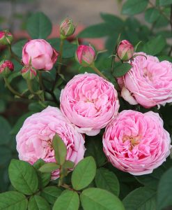 Hoa hồng ngoại Miyako