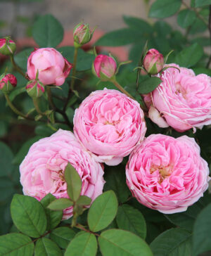 Hoa hồng ngoại Miyako