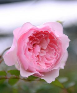 Hoa hồng ngoại Misaki