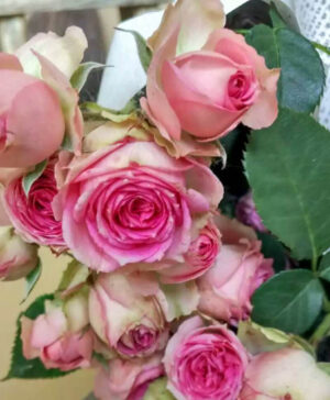 Hoa hồng ngoại Mini Eden