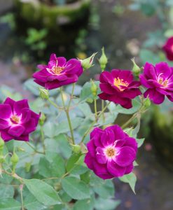 Hoa hồng ngoại Midnight Blue