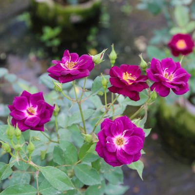 Hoa hồng ngoại Midnight Blue