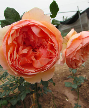 Hoa hồng ngoại Masora