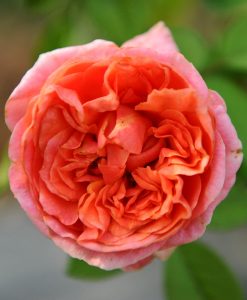 Hoa hồng ngoại Mary Ann