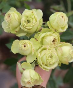 Hoa hồng ngoại Lovely Green