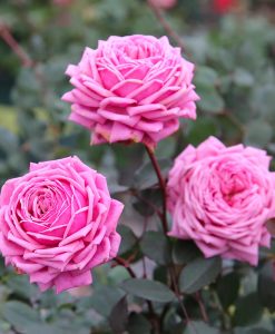 . Hoa hồng ngoại Yua - Love Knot rose