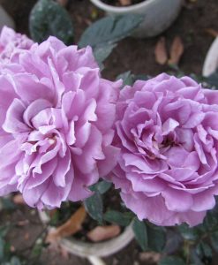 Hoa hồng ngoại Lavender Crystal