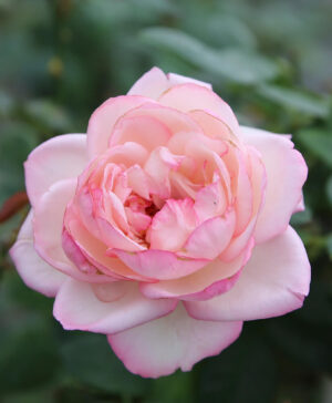 Hoa hồng ngoại La Rose Optimiste