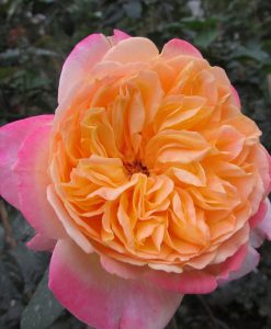 Hoa hồng ngoại Korde's Jubilee