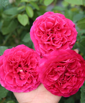 Hoa hồng ngoại Kate