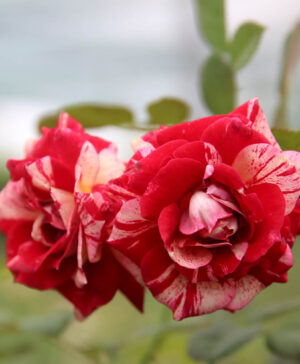 Hoa hồng ngoại Julio