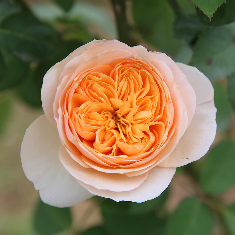 Hoa Hồng Triệu Đô Juliet Rose – Hoa Hồng Cắt Cành David Austin Vàng Cam Đẹp  Nhất - Vườn Hoa Việt