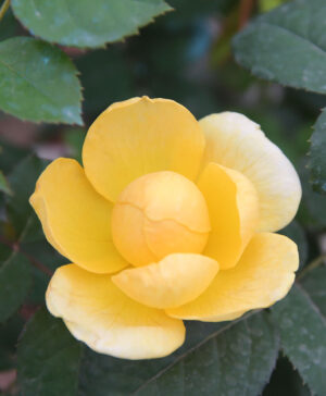 Hoa hồng ngoại Jeanna D'arc