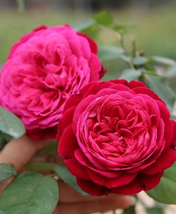 Hoa hồng ngoại Jardin Parfume